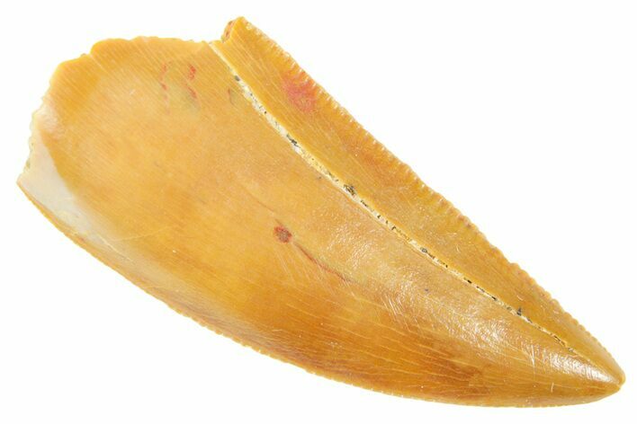 Serrated Raptor Tooth - Real Dinosaur Tooth #364713